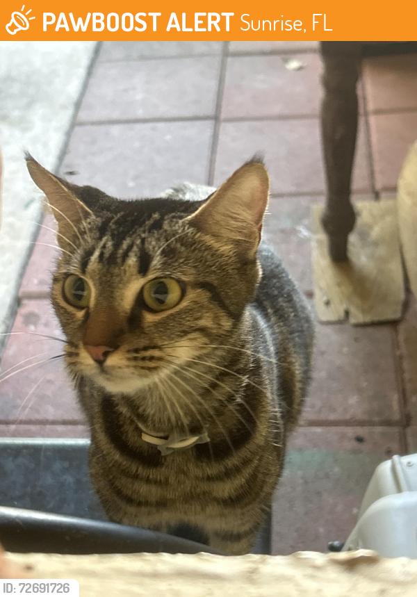 Found/Stray Female Cat last seen Oakland and 84th , Sunrise, FL 33351
