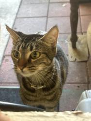 Found/Stray Female Cat last seen Oakland and 84th , Sunrise, FL 33351