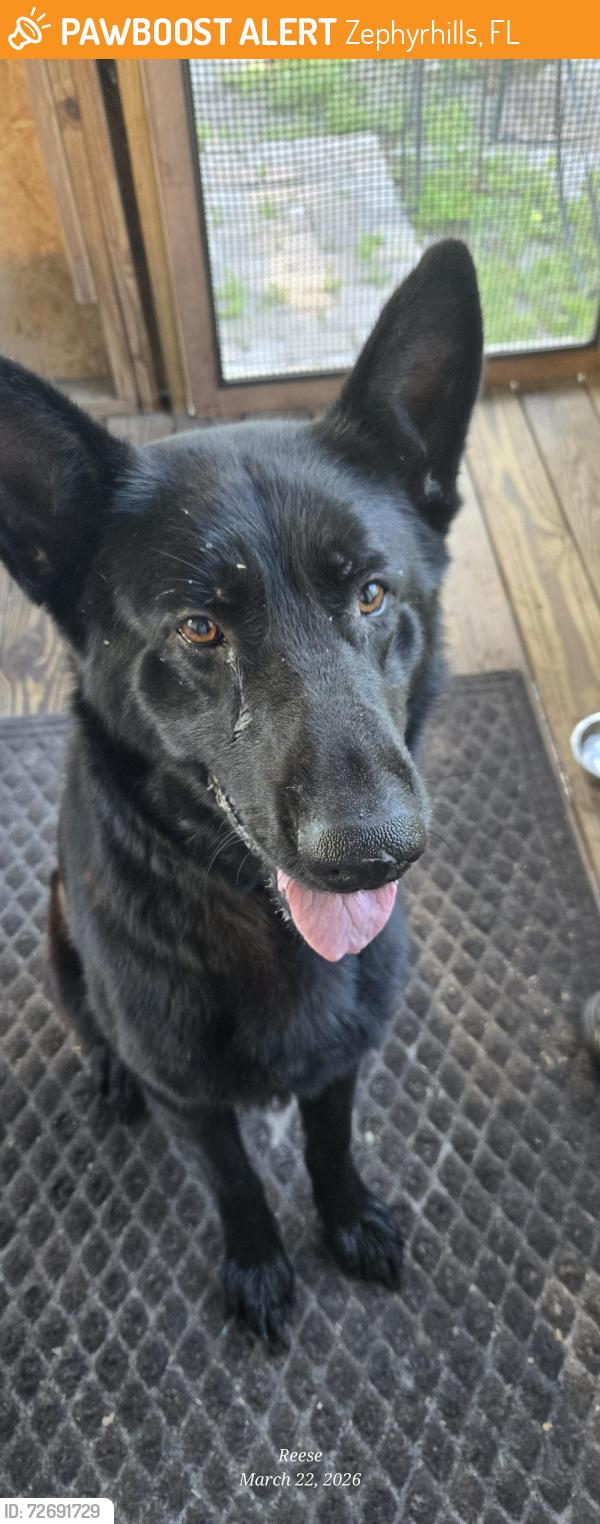 Found/Stray Unknown Dog last seen Mandrake, Zephyrhills, FL 33543