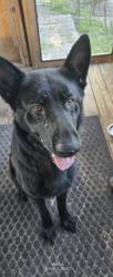 Found/Stray Unknown Dog last seen Mandrake, Zephyrhills, FL 33543