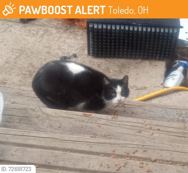 Found/Stray Unknown Cat last seen Brigham and Woodward, Toledo, OH 43608