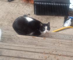 Found/Stray Unknown Cat last seen Brigham and Woodward, Toledo, OH 43608