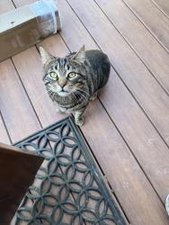 Found/Stray Male Cat last seen Shady Grove rd pickens, Pickens, SC 29671