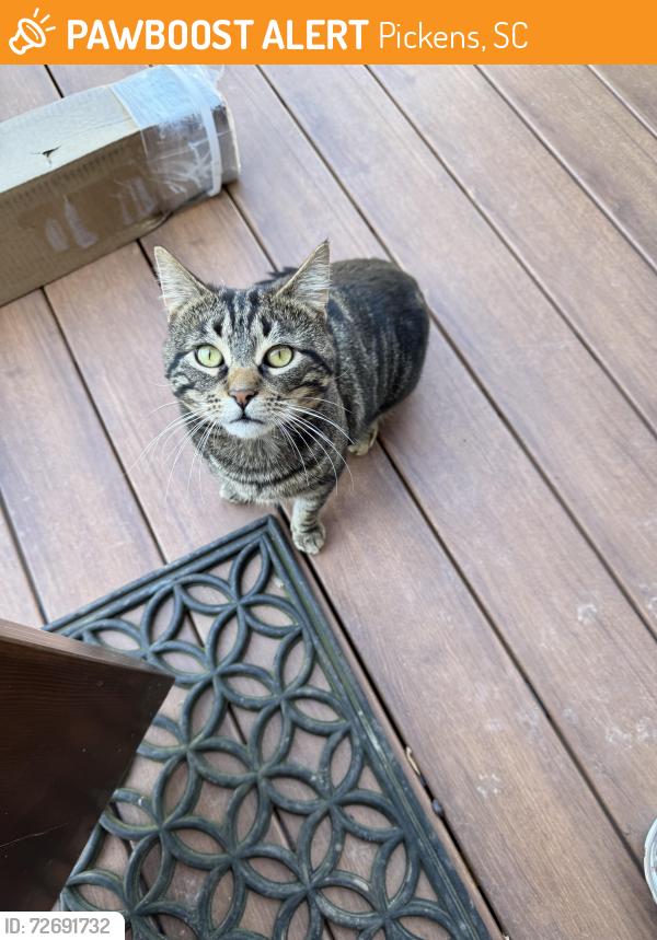 Found/Stray Male Cat last seen Shady Grove rd pickens, Pickens, SC 29671