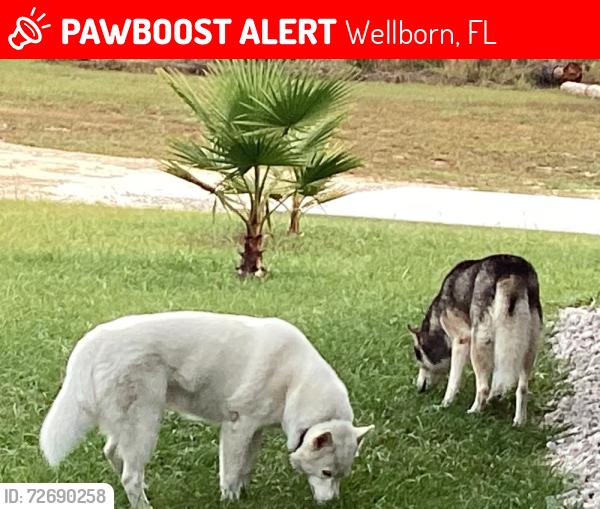 Lost Unknown Dog last seen County Road 252 south of Wellborn Florida, Wellborn, FL 32094
