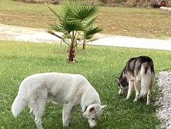Lost Unknown Dog last seen County Road 252 south of Wellborn Florida, Wellborn, FL 32094