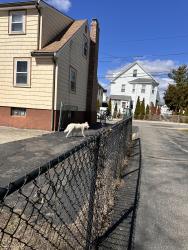 Found/Stray Unknown Dog last seen Sterling and Russell streets makden , Malden, MA 02148