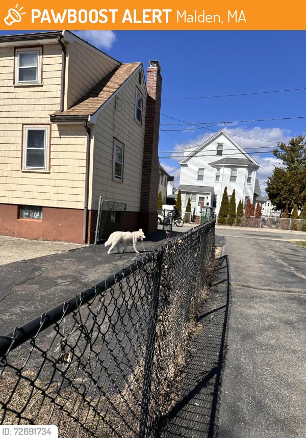 Found/Stray Unknown Dog last seen Sterling and Russell streets makden , Malden, MA 02148