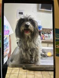 Lost Male Dog last seen La cadena and olive, Colton, CA 92324