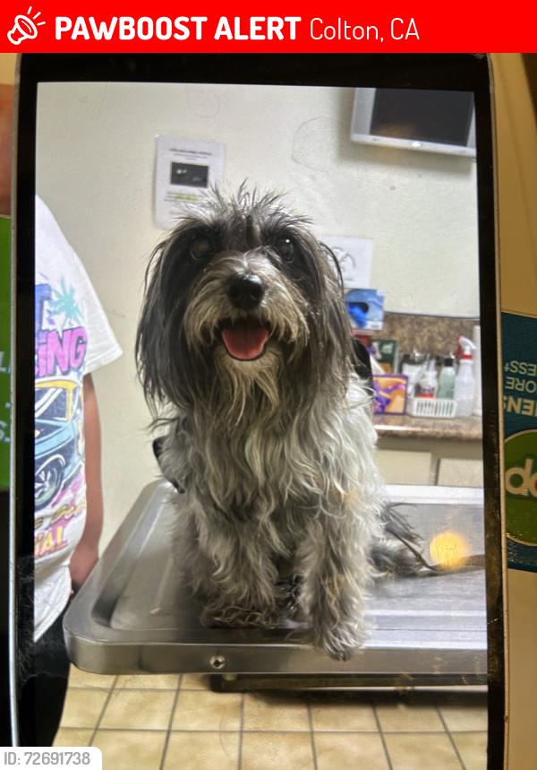Lost Male Dog last seen La cadena and olive, Colton, CA 92324