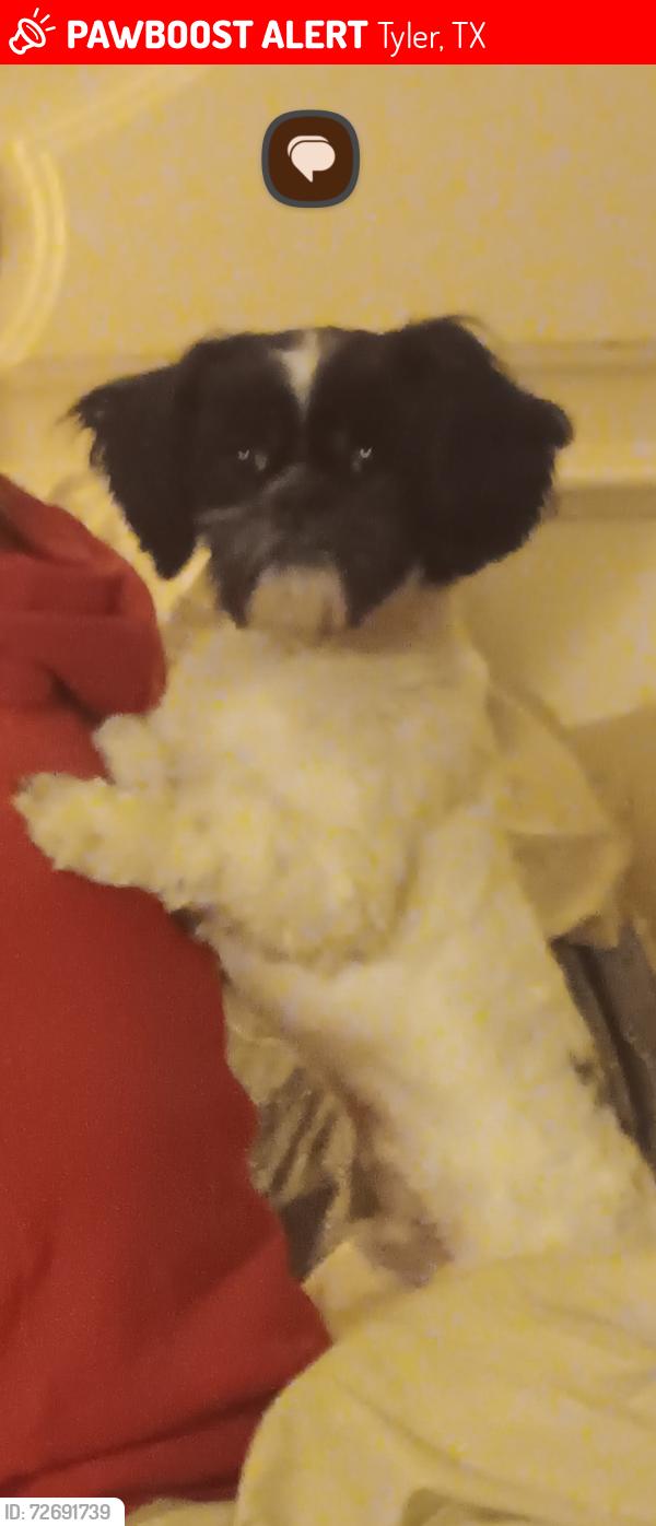 Lost Male Dog last seen Canyon circle on lavender road, Tyler, TX 75706