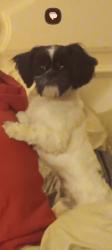 Lost Male Dog last seen Canyon circle on lavender road, Tyler, TX 75706