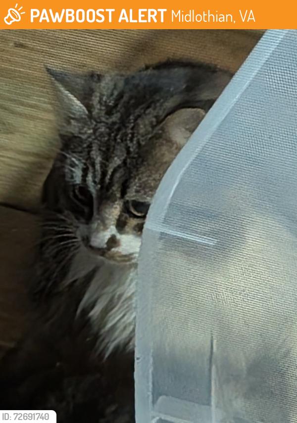 Found/Stray Unknown Cat last seen Lucks Lane , Midlothian, VA 23114