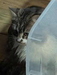 Found/Stray Unknown Cat last seen Lucks Lane , Midlothian, VA 23114