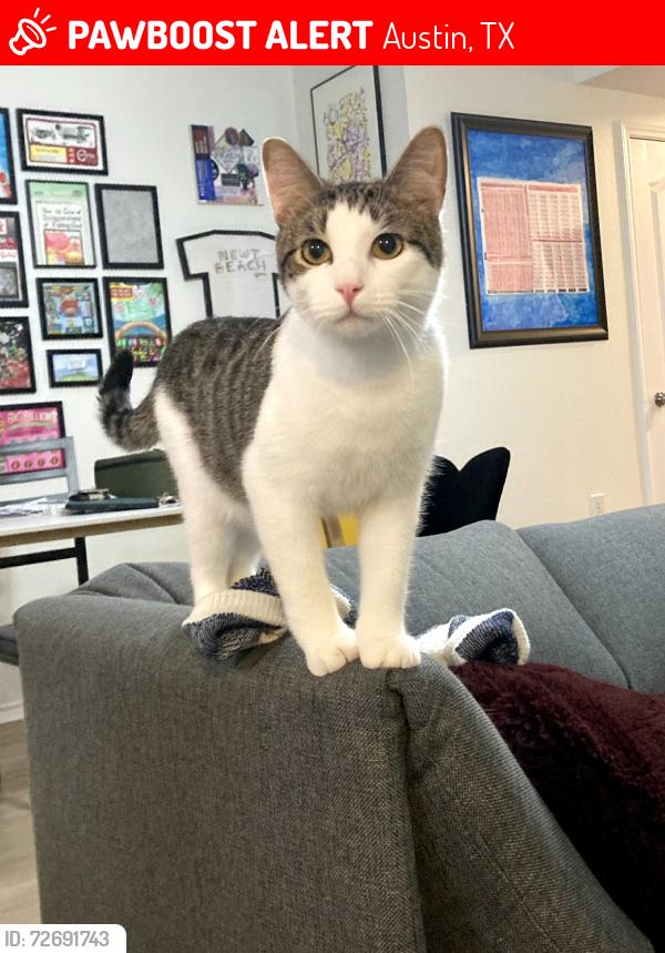 Lost Male Cat last seen Near Cypress Bnd, Austin, TX 78744