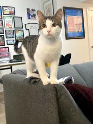 Lost Male Cat last seen Near Cypress Bnd, Austin, TX 78744