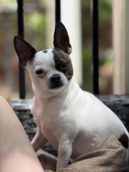 Lost Male Dog last seen Vic apmts, Greensboro, NC 27403