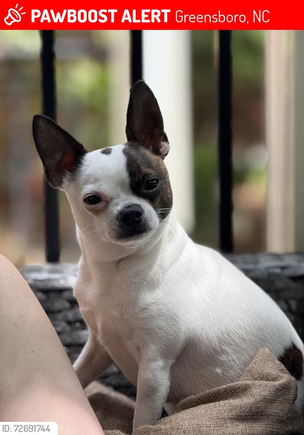 Lost Male Dog last seen Vic apmts, Greensboro, NC 27403