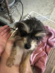Found/Stray Female Dog last seen Near Fern Creek Trail , Humble, TX 77346