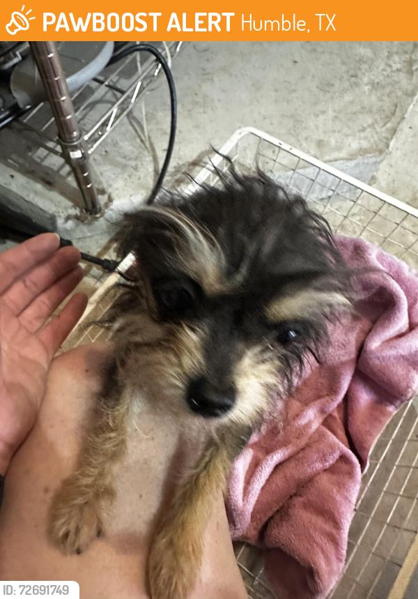 Found/Stray Female Dog last seen Near Fern Creek Trail , Humble, TX 77346