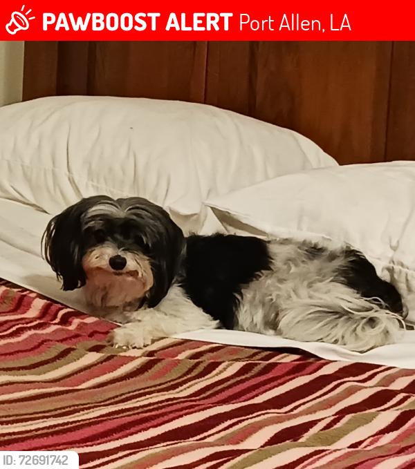 Lost Female Dog last seen Maryland Avenue and levee, Port Allen, LA 70767