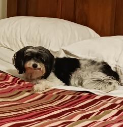 Lost Female Dog last seen Maryland Avenue and levee, Port Allen, LA 70767
