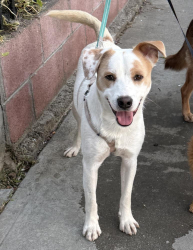Found/Stray Male Dog last seen 38th Pl & S Harvard Blvd, Los Angeles, CA 90062