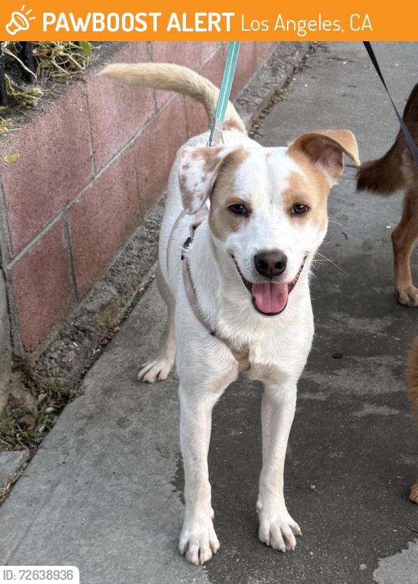 Found/Stray Male Dog last seen 38th Pl & S Harvard Blvd, Los Angeles, CA 90062