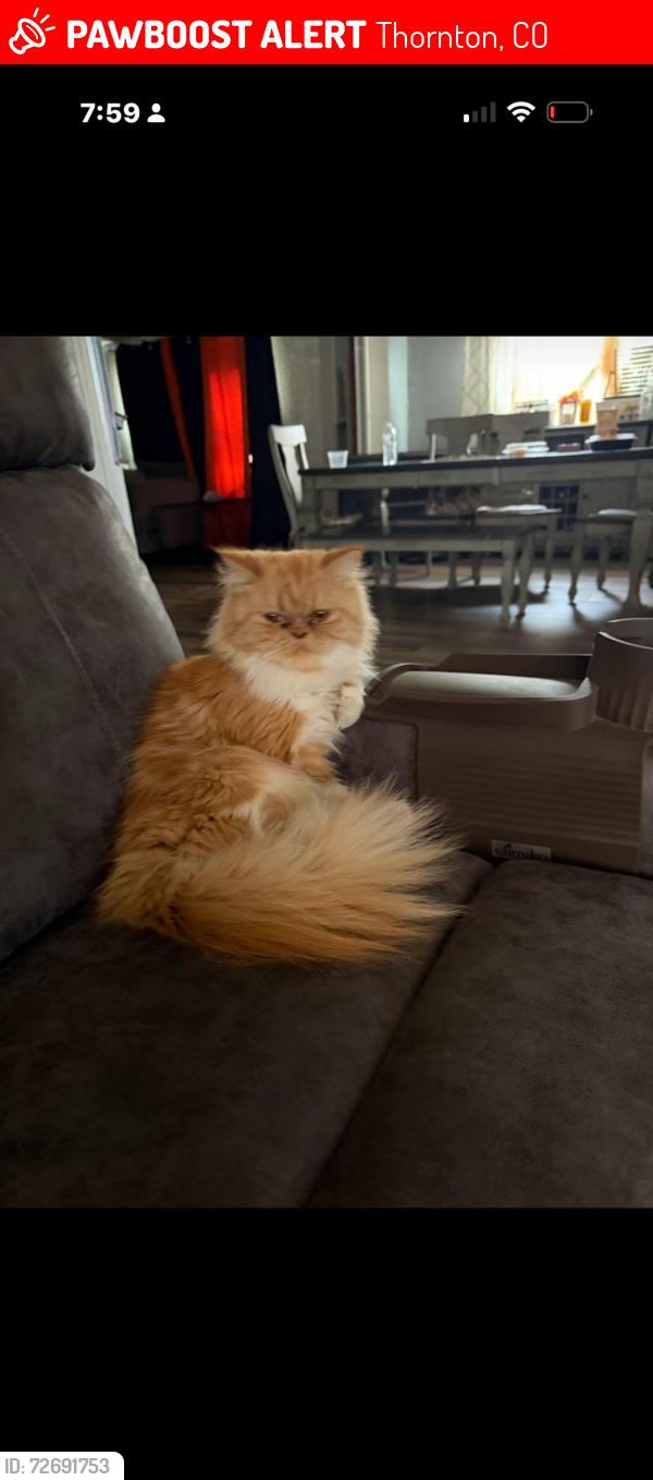 Lost Female Cat last seen Jackson way and 84th , Thornton, CO 80229