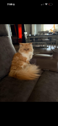 Lost Female Cat last seen Jackson way and 84th , Thornton, CO 80229