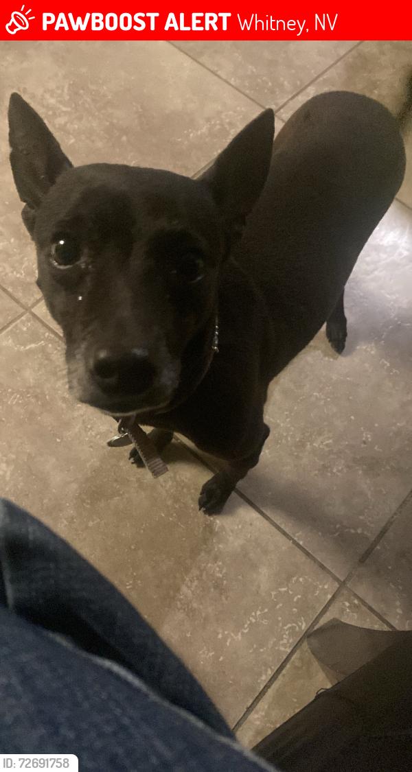 Lost Female Dog last seen Tropicana and boulder hwy near some apmts , Whitney, NV 89121