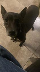 Lost Female Dog last seen Tropicana and boulder hwy near some apmts , Whitney, NV 89121