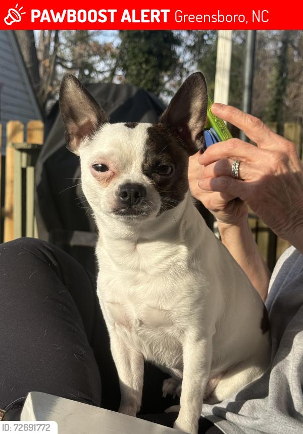 Lost Male Dog last seen Vic apmts, Greensboro, NC 27403