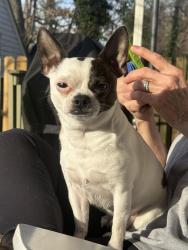 Lost Male Dog last seen Vic apmts, Greensboro, NC 27403