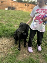 Found/Stray Male Dog last seen Mountain Oak ests, Dalton, GA 30720