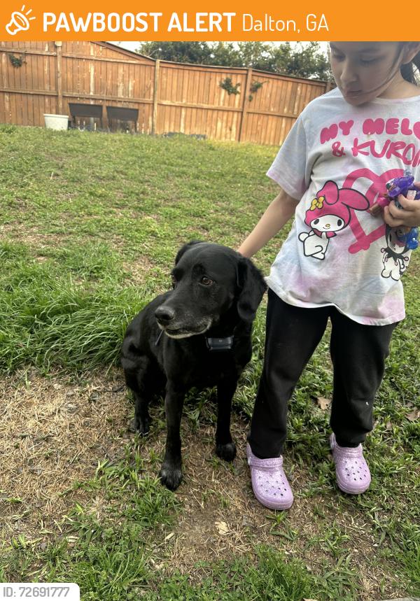 Found/Stray Male Dog last seen Mountain Oak ests, Dalton, GA 30720