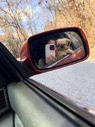 Lost Male Dog last seen Around 9:30pm last seen , Oneonta, AL 35121