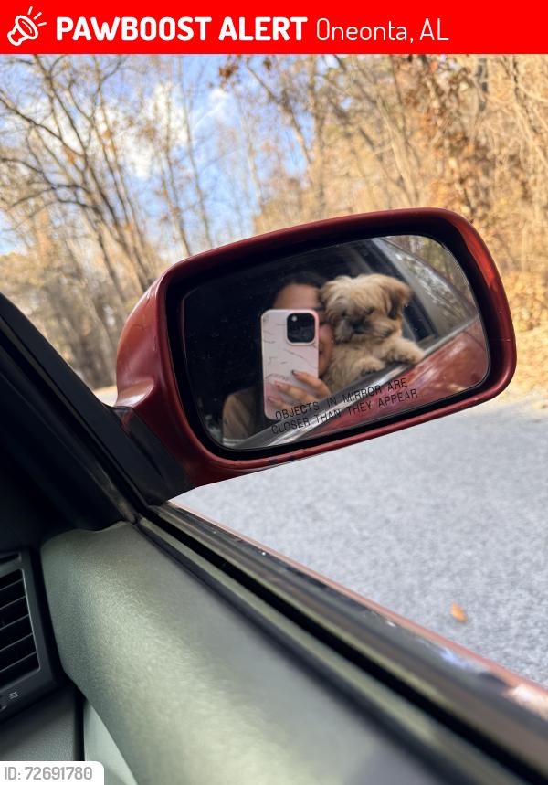 Lost Male Dog last seen Around 9:30pm last seen , Oneonta, AL 35121