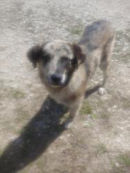Found/Stray Female Dog last seen county road 1140 Leonard Texas, Leonard, TX 75452