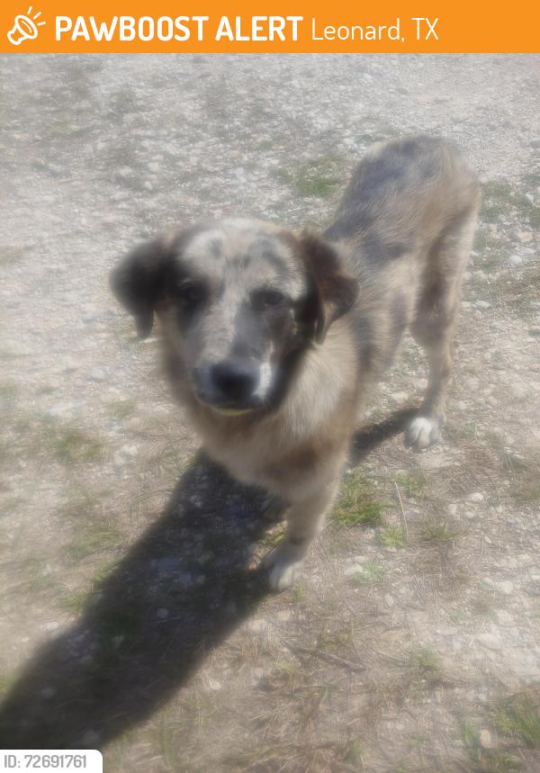 Found/Stray Female Dog last seen county road 1140 Leonard Texas, Leonard, TX 75452