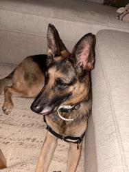 Found/Stray Female Dog last seen Pico Blvd and Meadowbrook Avenue, Los Angeles, CA 90019