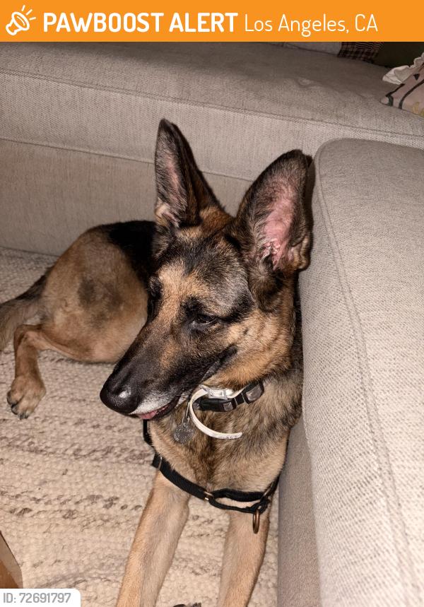 Found/Stray Female Dog last seen Pico Blvd and Meadowbrook Avenue, Los Angeles, CA 90019