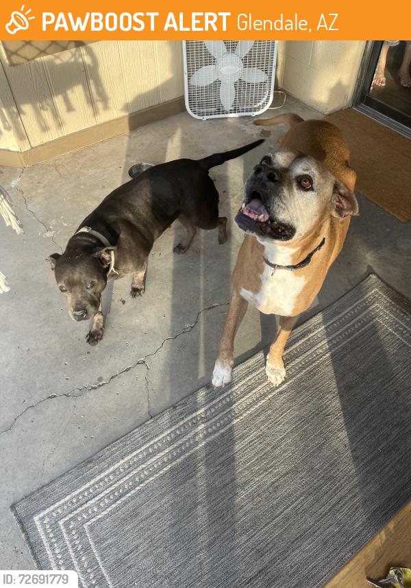 Found/Stray Male Dog last seen Port Royale Ln, Glendale AZ 85306, Glendale, AZ 85306