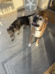 Found/Stray Male Dog last seen Port Royale Ln, Glendale AZ 85306, Glendale, AZ 85306