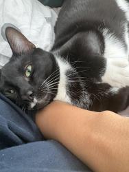 Lost Male Cat last seen VCC, American Family Fitness, , Glen Allen, VA 23060