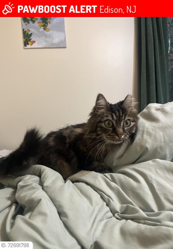 Lost Female Cat last seen Route 514 West & Ambon Ave , Edison, NJ 08837