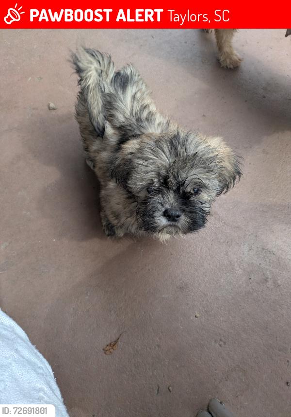 Lost Male Dog last seen E Lee road and strange road Taylors sc, Taylors, SC 29687