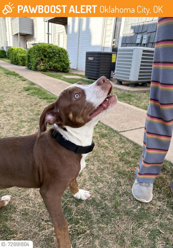 Found/Stray Male Dog last seen Memorial and Penn, in Penn Station apmt, Oklahoma City, OK 73120