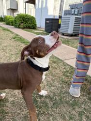 Found/Stray Male Dog last seen Memorial and Penn, in Penn Station apmt, Oklahoma City, OK 73120