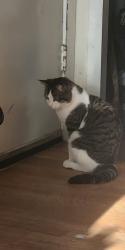 Lost Male Cat last seen The Knoxville Botanical Gardens areas , Knoxville, TN 37914